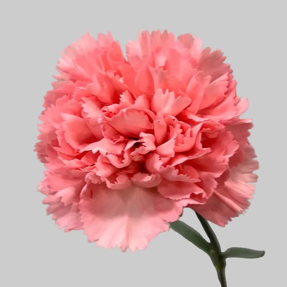Baby Pink Carnation plant