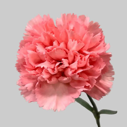 Baby Pink Carnation plant