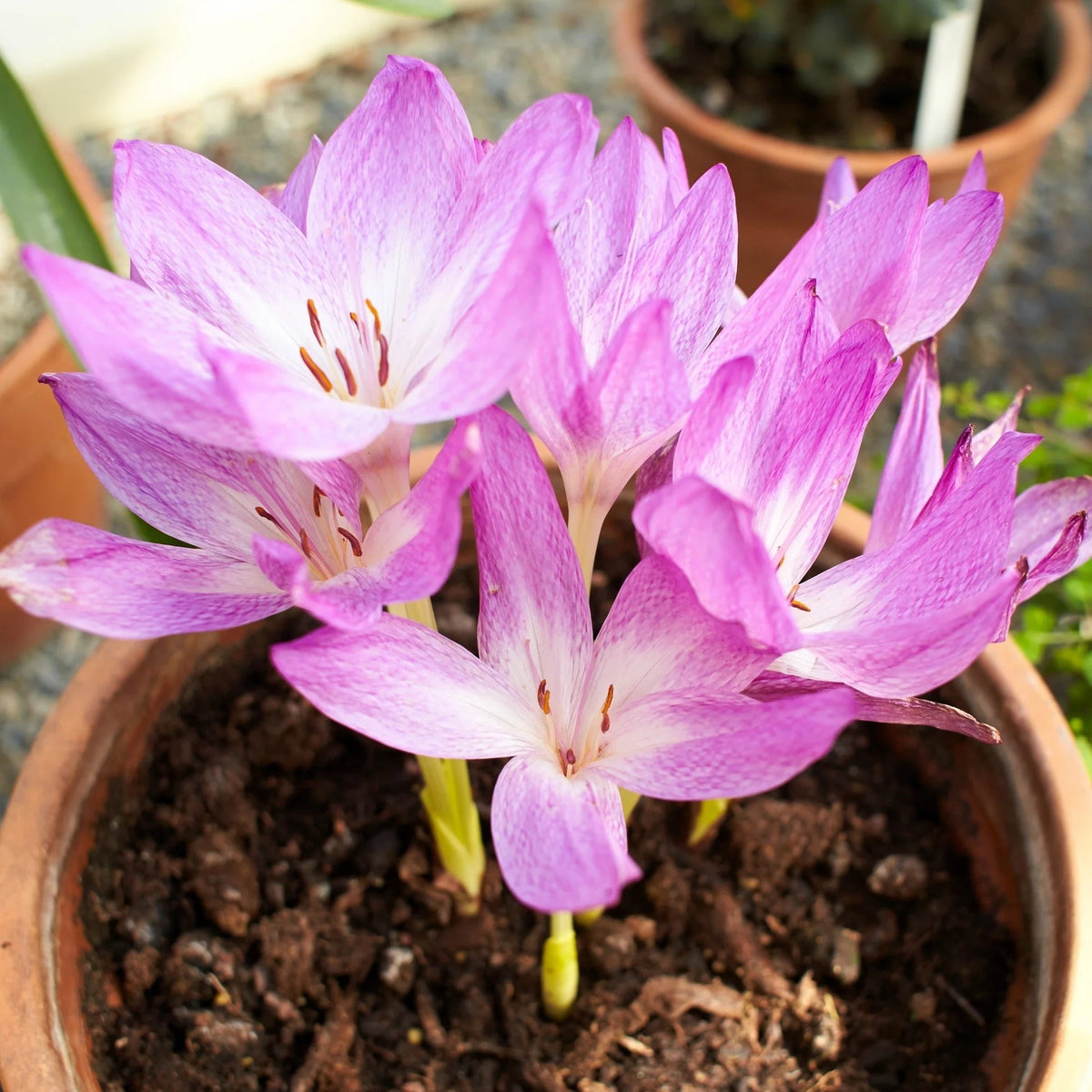 Baby Pink Crocus plant