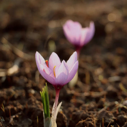 Baby Pink Crocus plant