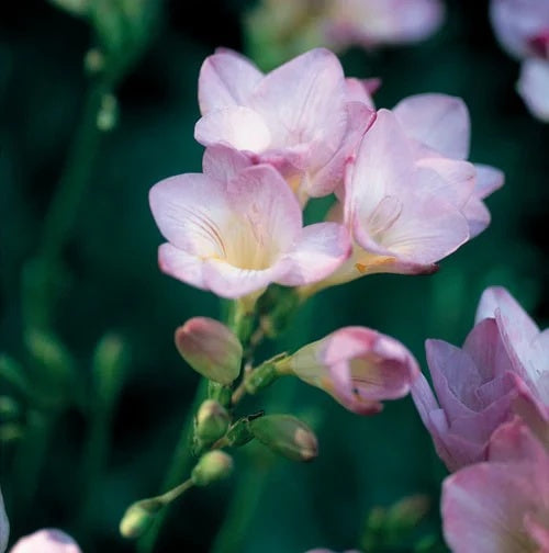 Baby Pink Crocus plant