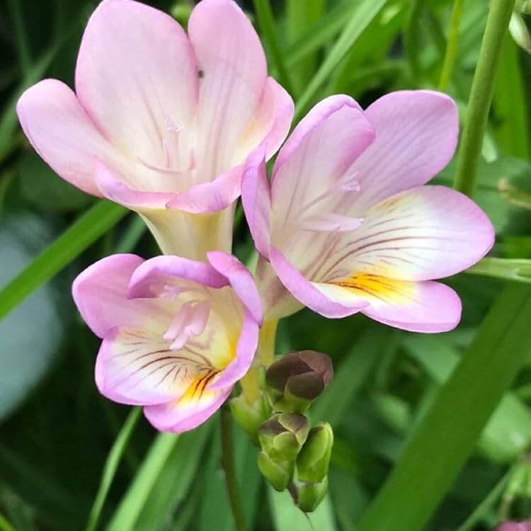 Baby Pink Crocus plant