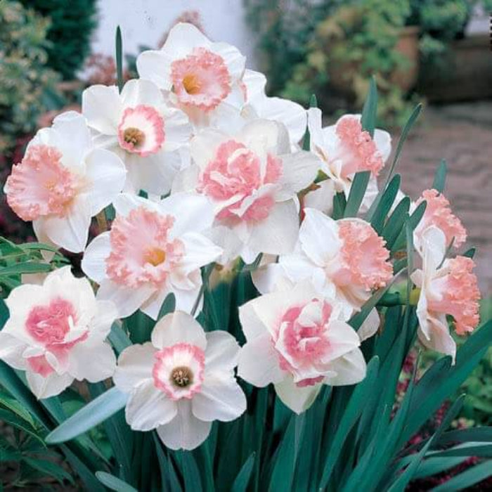 Pink White Daffodil plant