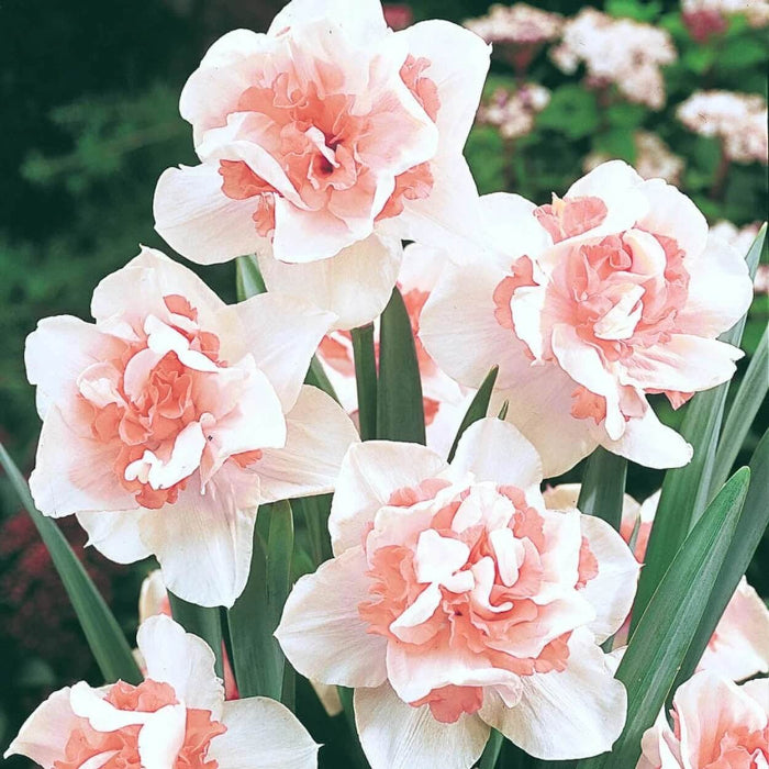 Pink White Daffodil plant