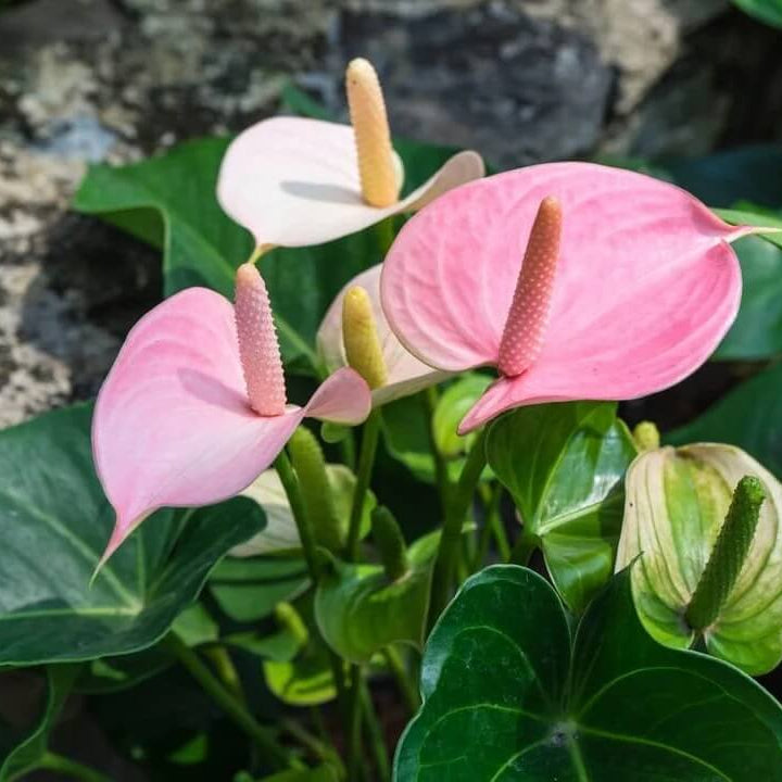 Baby Pink anthurium plant