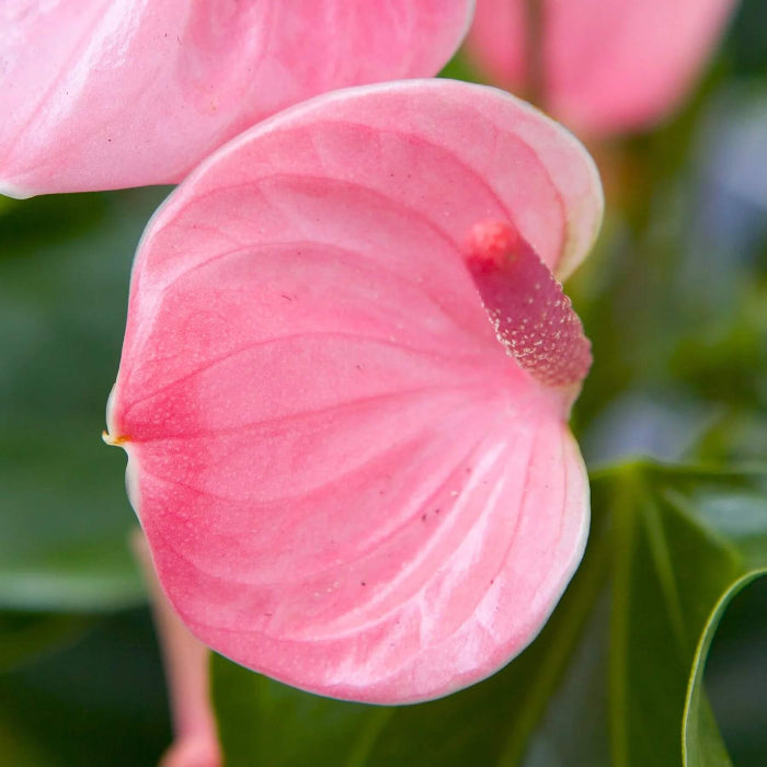 Baby Pink anthurium plant