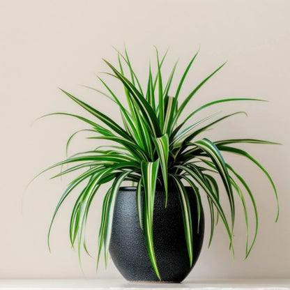 Baby Spider Plant plant