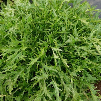 Baby leaf mizuna vegetable plants with fresh green serrated leaves