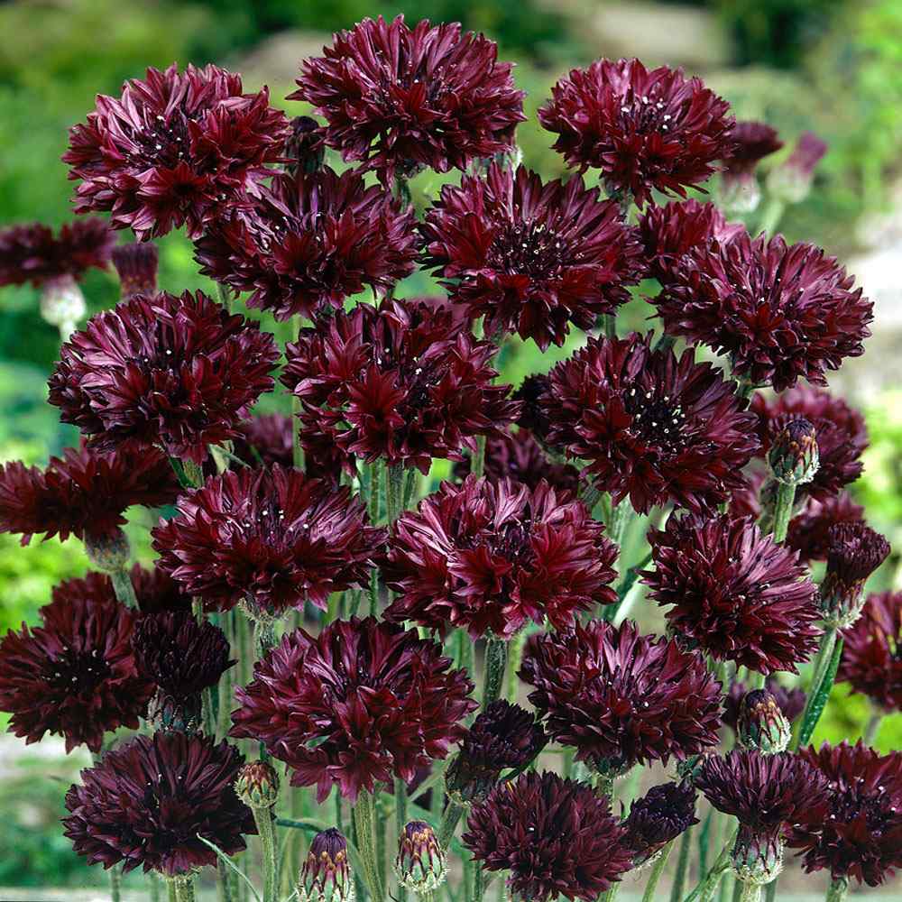 Black Bachelor Button plant