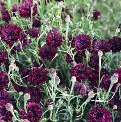 Black Bachelor Button plant
