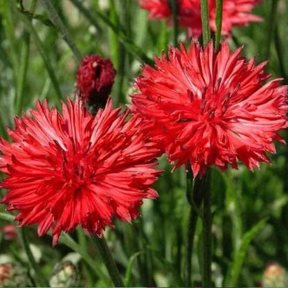 Bachelor Button plant