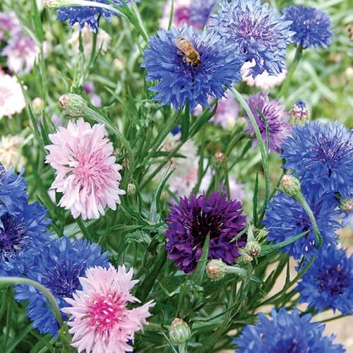 Bachelor Button plant