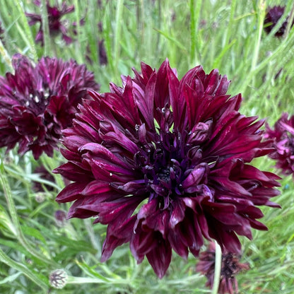 Black Bachelor Button plant