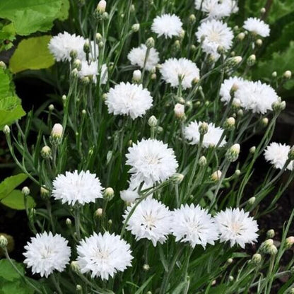 Centau Bachelor Button plant