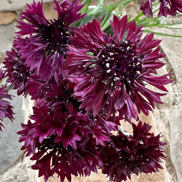 Maroon Bachelor Buttons plant