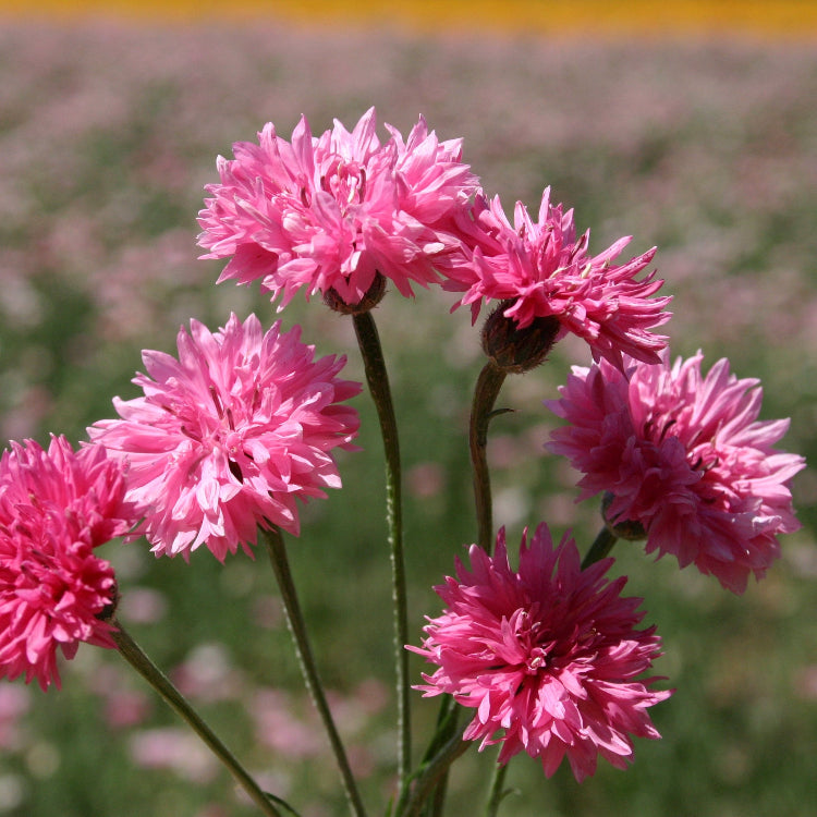 Charm Bachelor Buttons plant