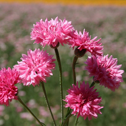 Charm Bachelor Buttons plant