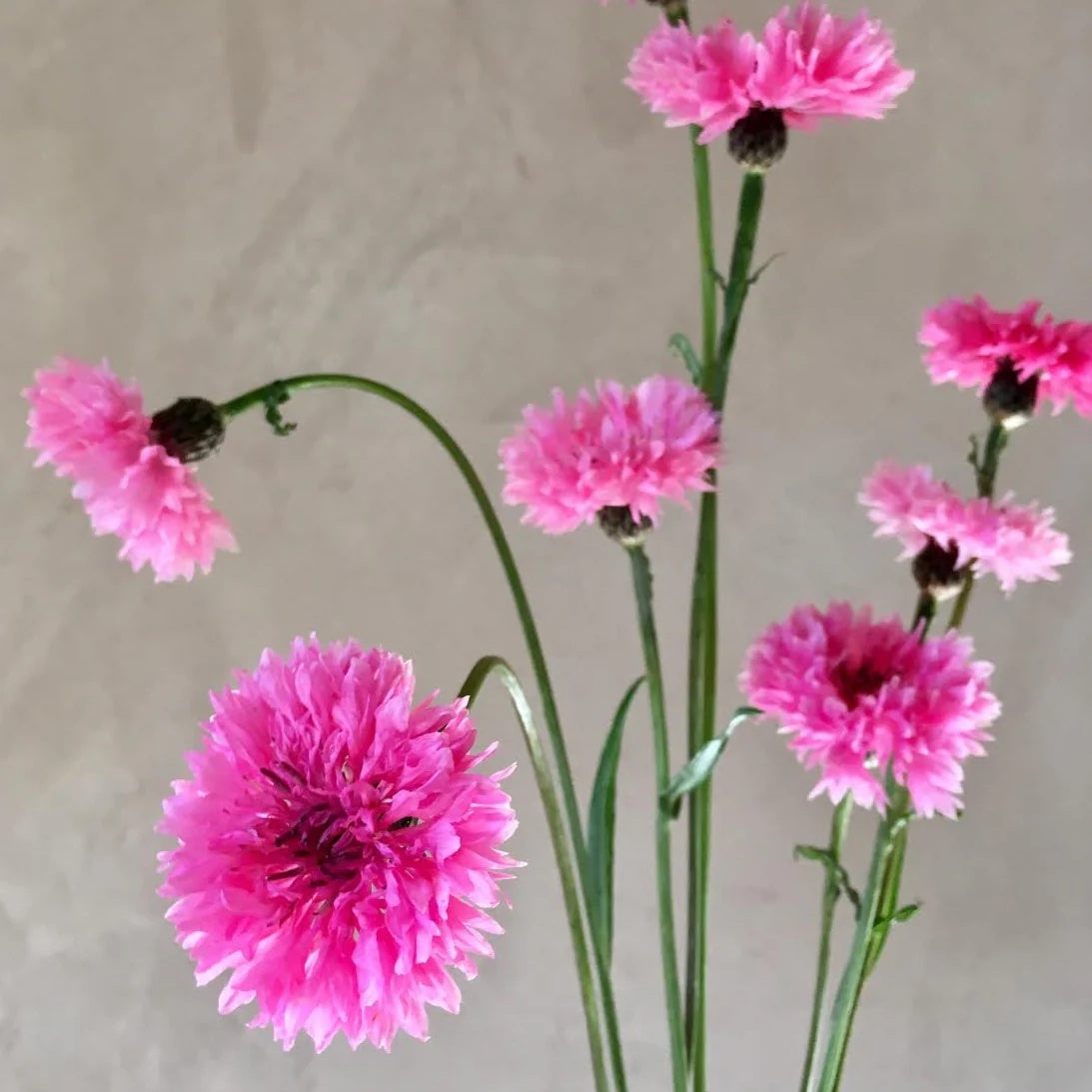 Charm Bachelor Buttons plant