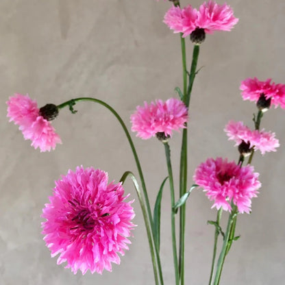 Charm Bachelor Buttons plant