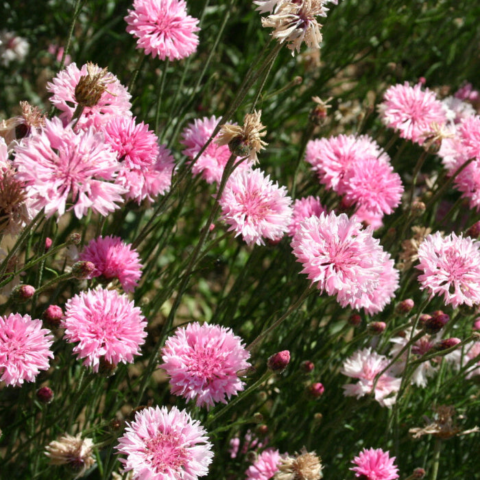 Charm Bachelor Buttons plant