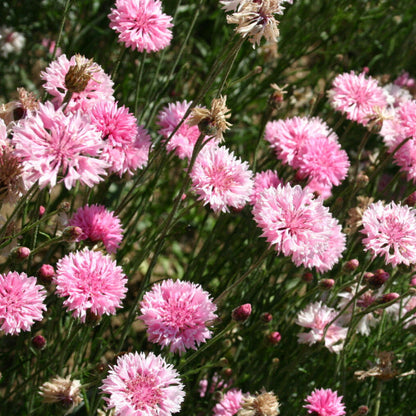 Charm Bachelor Buttons plant