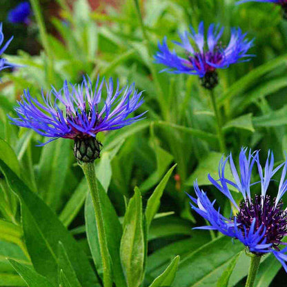 Blue Bachelor's Button plant