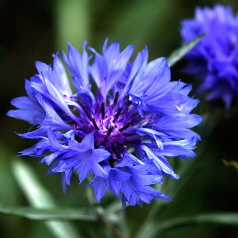 Blue Bachelor's Button plant
