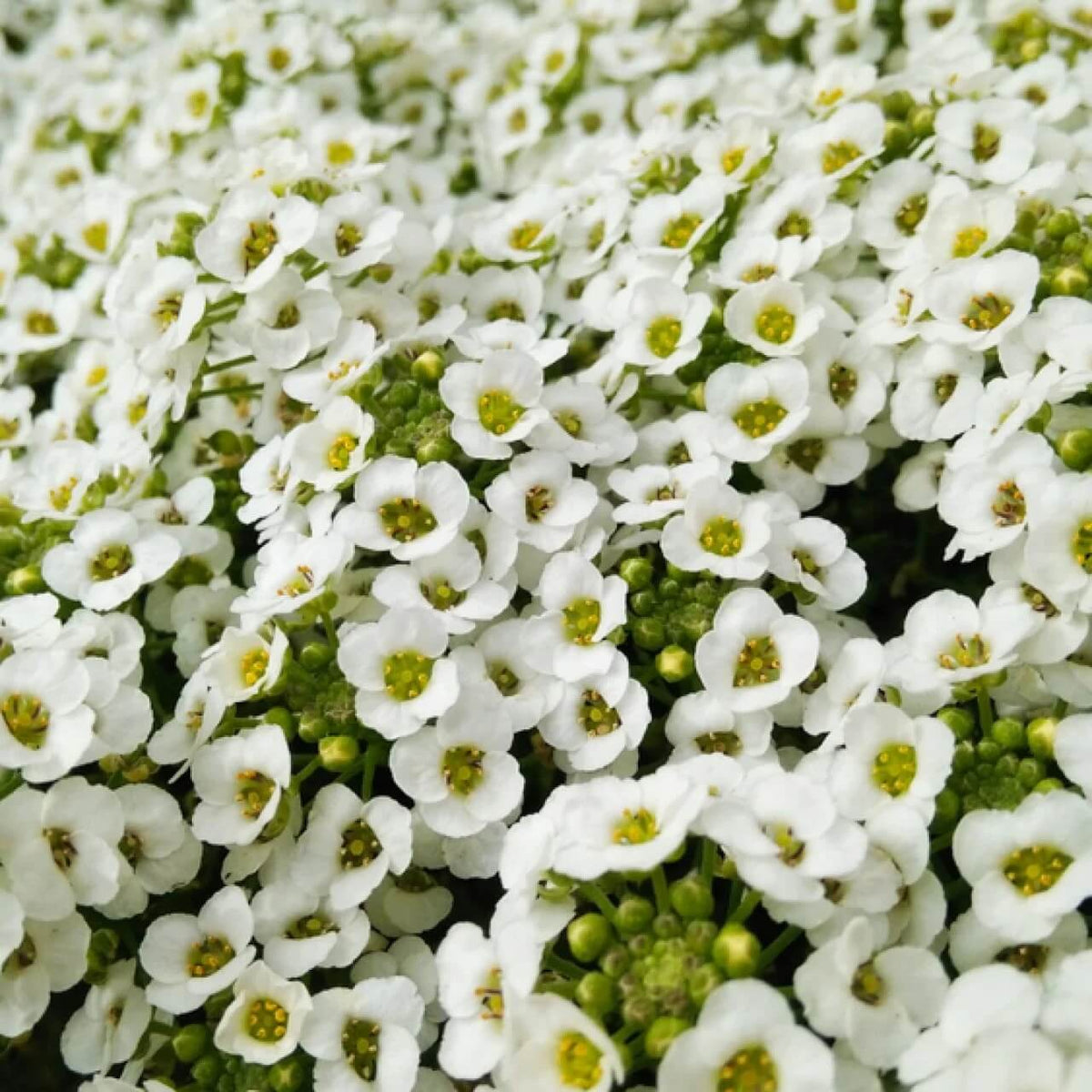 Flower Garden Mix plant