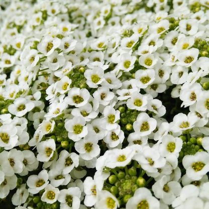 Flower Garden Mix plant
