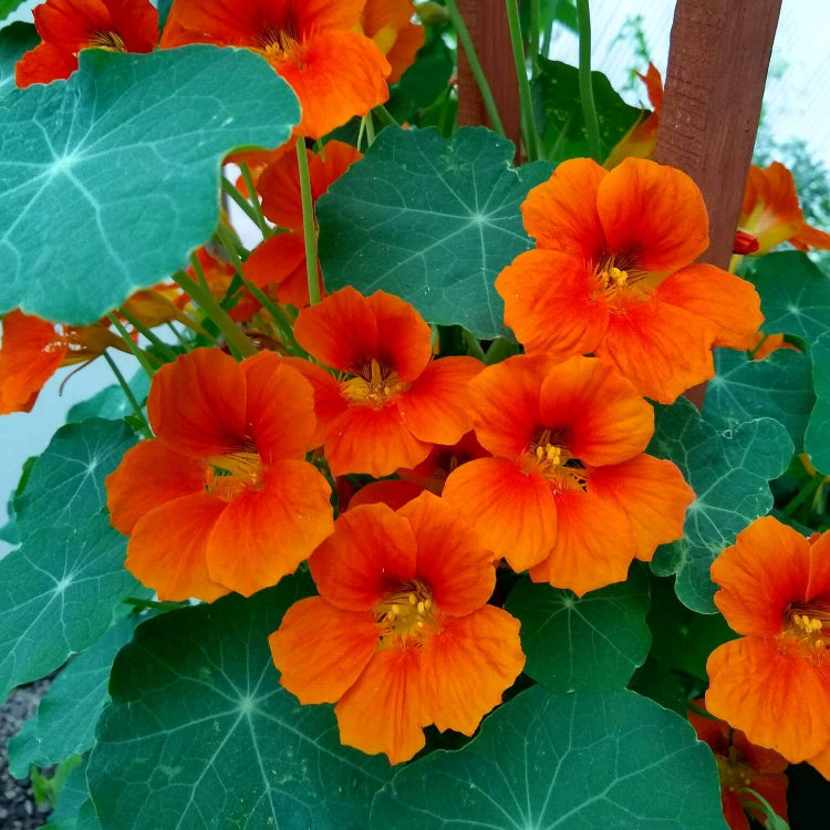 Flower Garden Mix plant