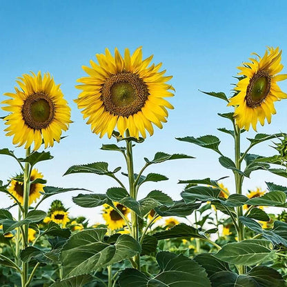 Flower Garden Mix plant