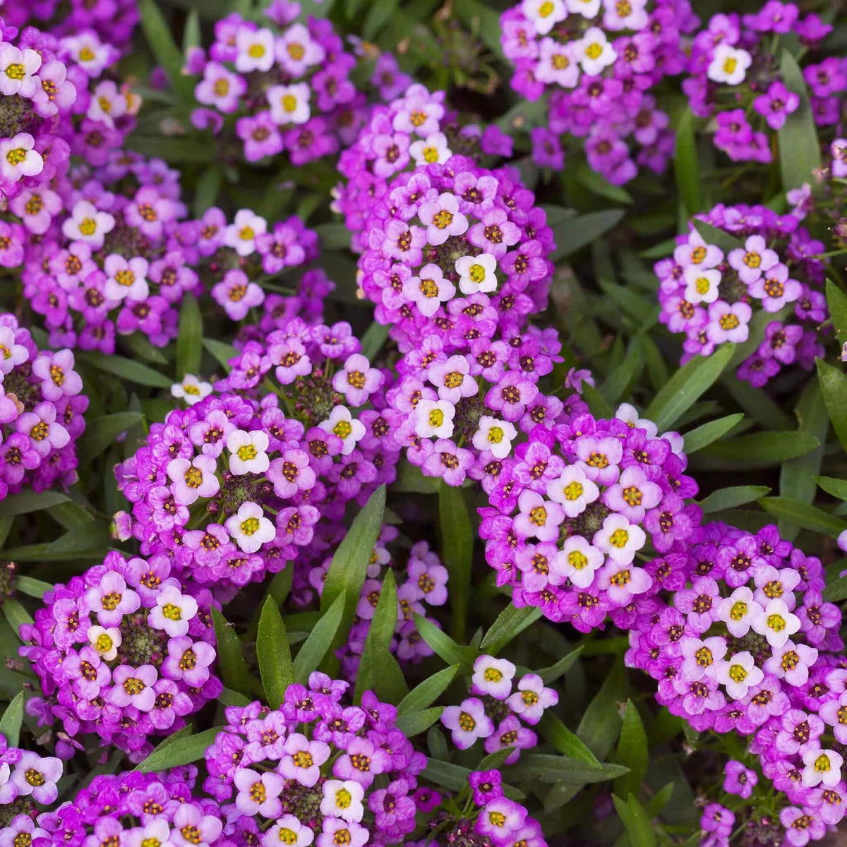 Flower Garden Mix plant