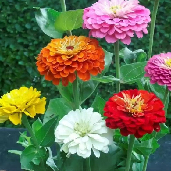 Flower Garden Mix plant