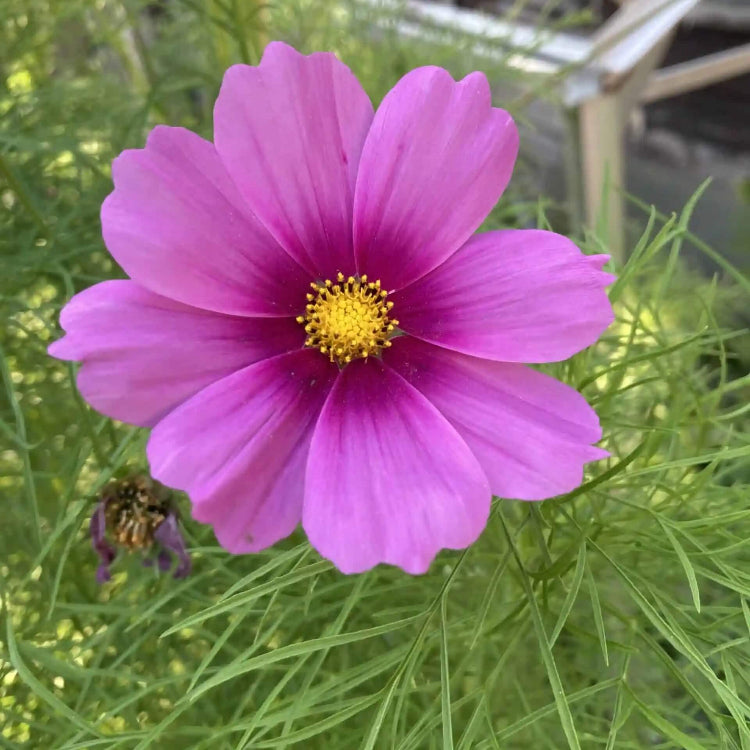 Flower Garden Mix plant