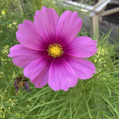 Flower Garden Mix plant