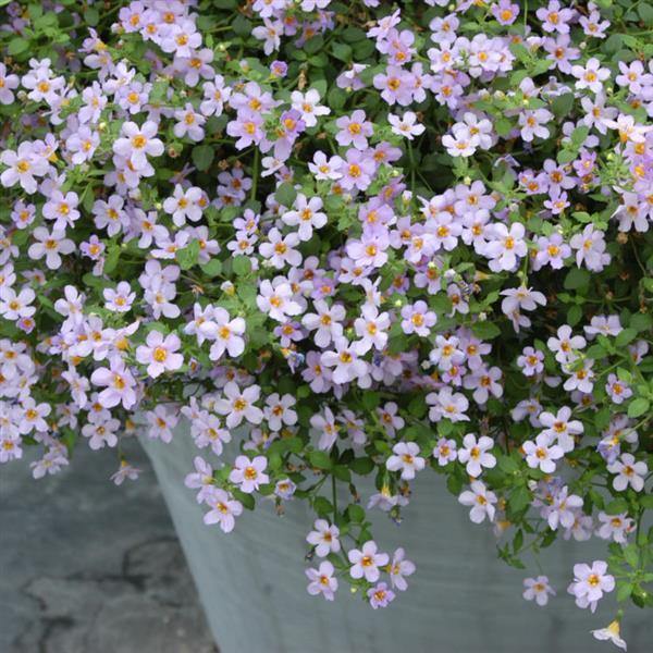 Blutopia flower seeds