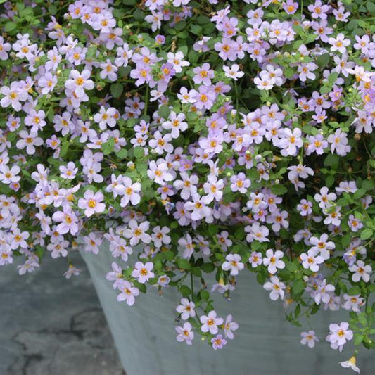 White Bacopa flower seeds
