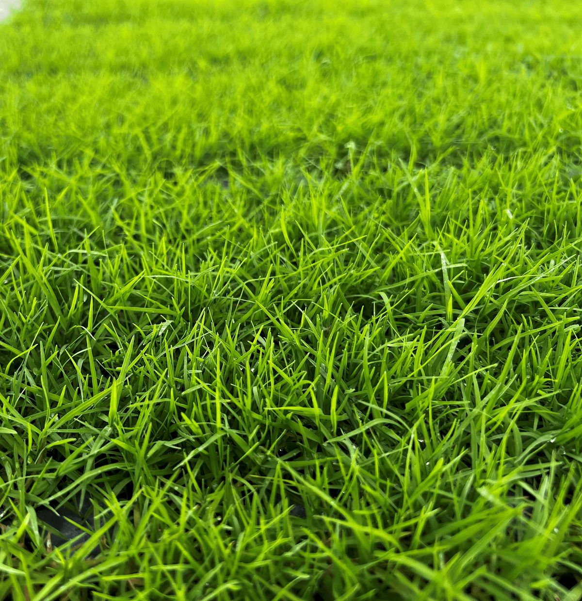 Bahia Grass seeds for planting and warm-season lawn grass