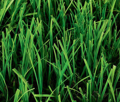 Bahia Grass seeds for planting and warm-season lawn grass