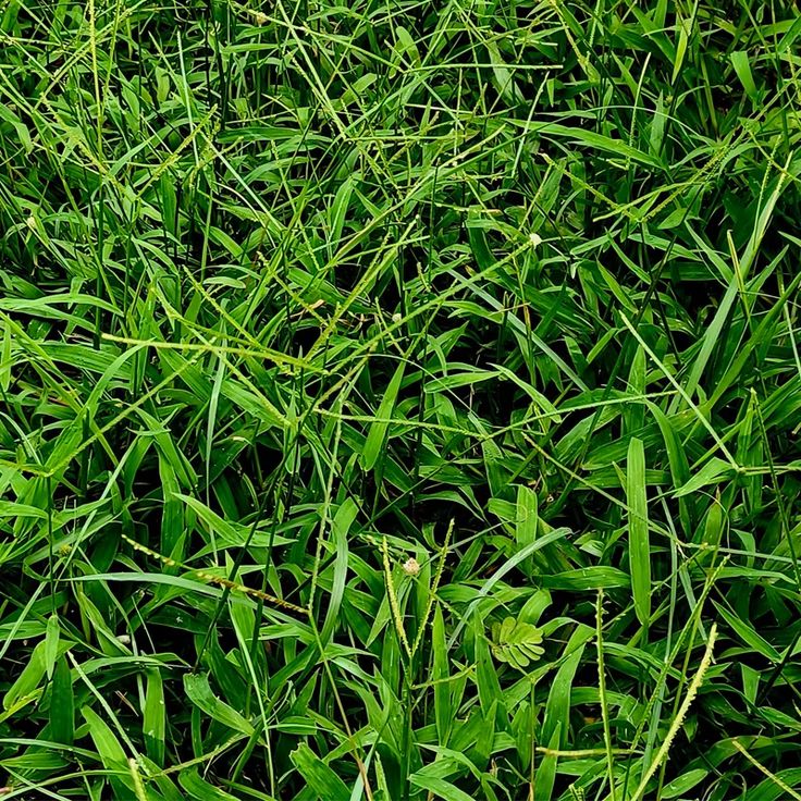 Bahia Grass seeds for planting and warm-season lawn grass