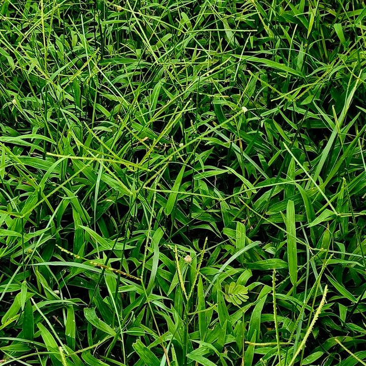 Bahia Grass seeds for planting and warm-season lawn grass