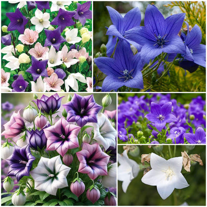 Balloon Flower plant