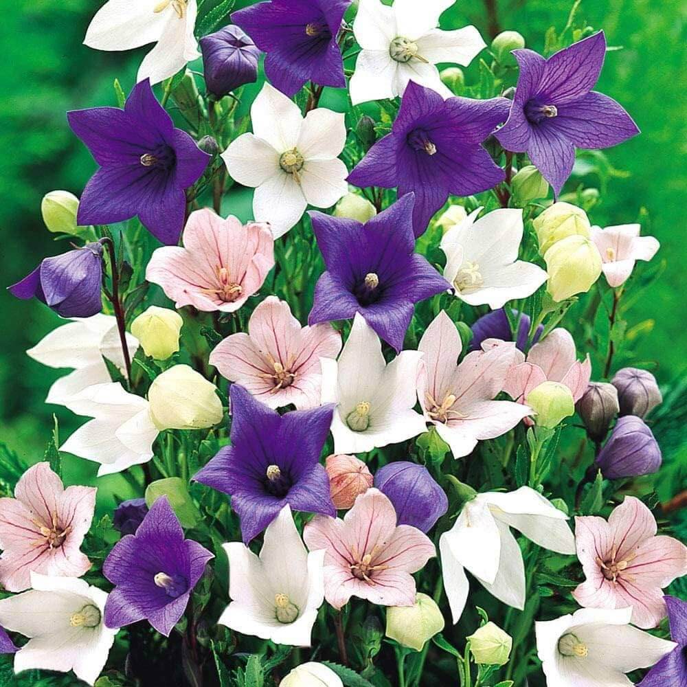 Balloon Flower plant