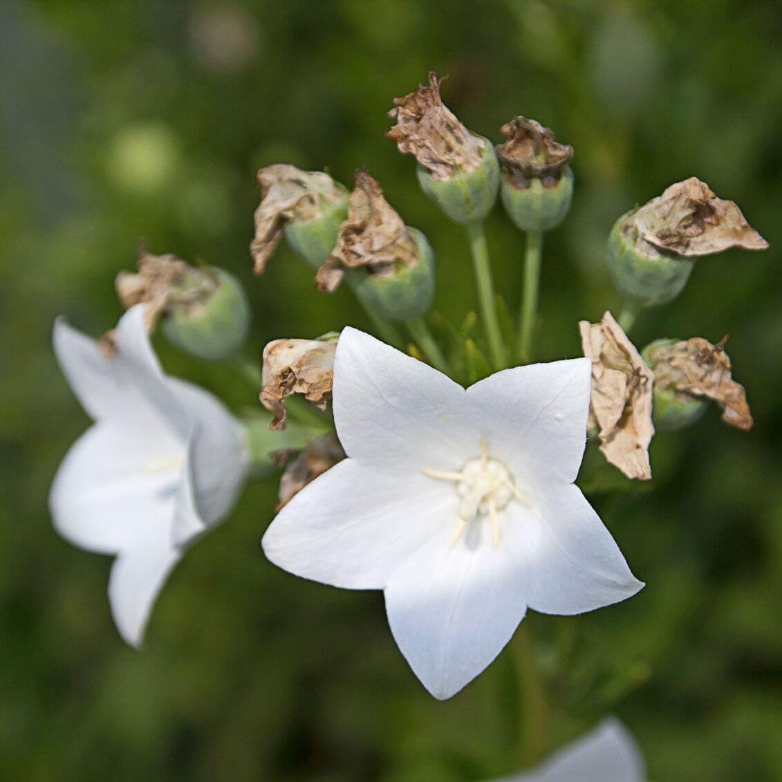 Balloon Flower plant