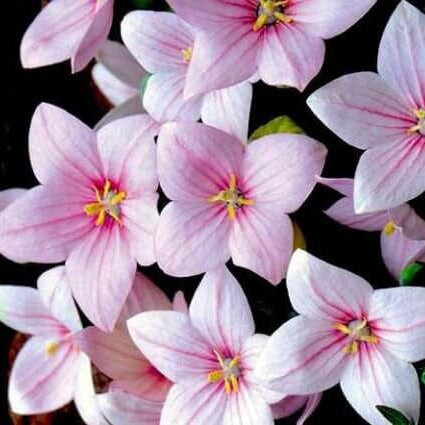 Pink Balloon Flower plant