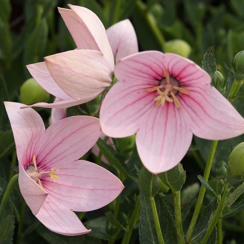 Pink Balloon Flower plant