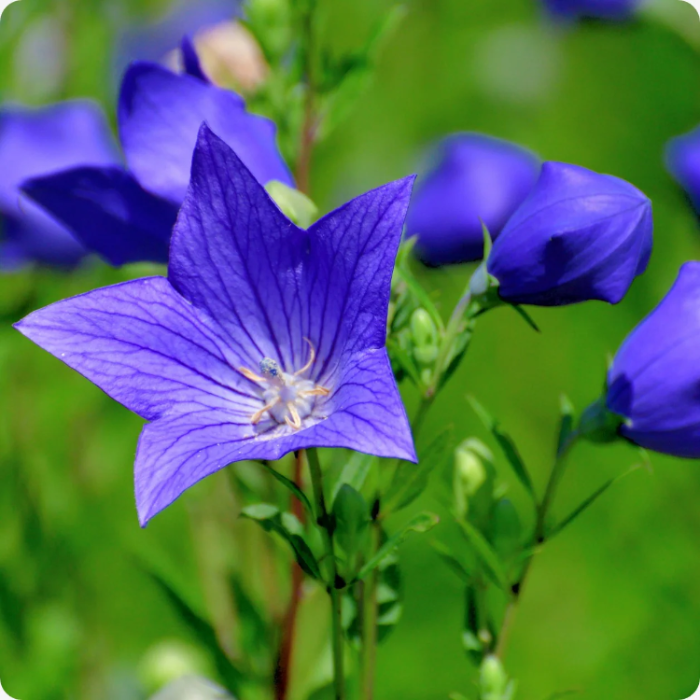 Grandiflorus Balloon plant