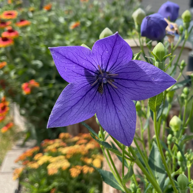 Grandiflorus Balloon plant