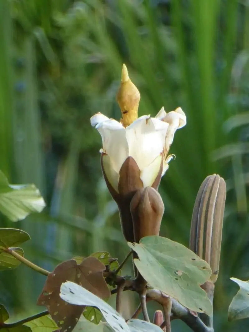 Yellow Balsa flower seeds