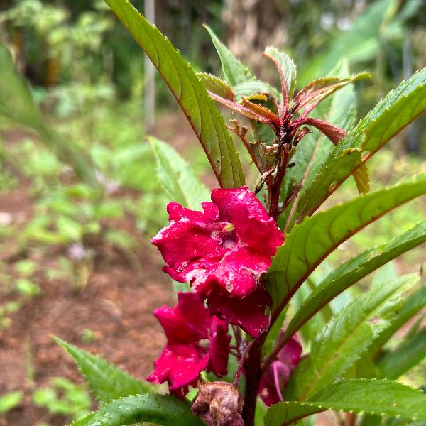 Balsam flower seeds